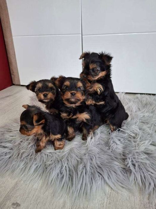 Yorkshire terrier miniaturowy