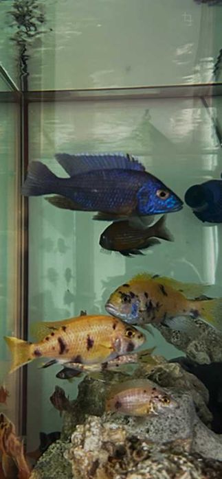 Aulonocara Calico OB amarelo