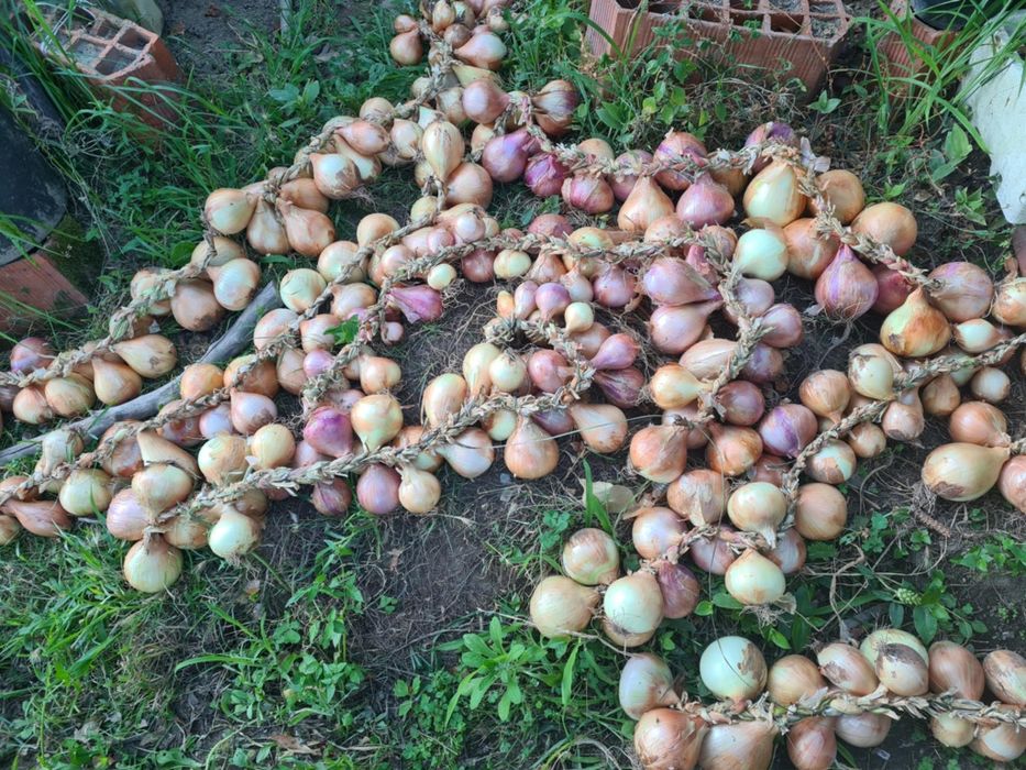 Vendo cabos de cebolas
