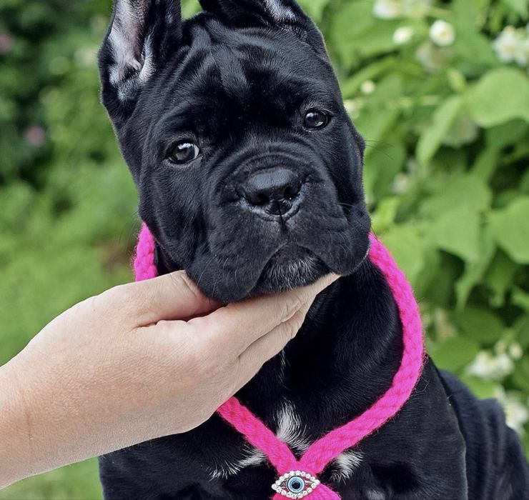 Крутезні щеночки-Cane corso
