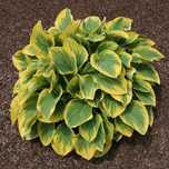 Funkia Hosta 'Bold Edger' Żółte brzegi, Doniczka 2.0L