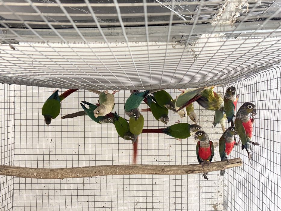 Pyrrhuras para venda