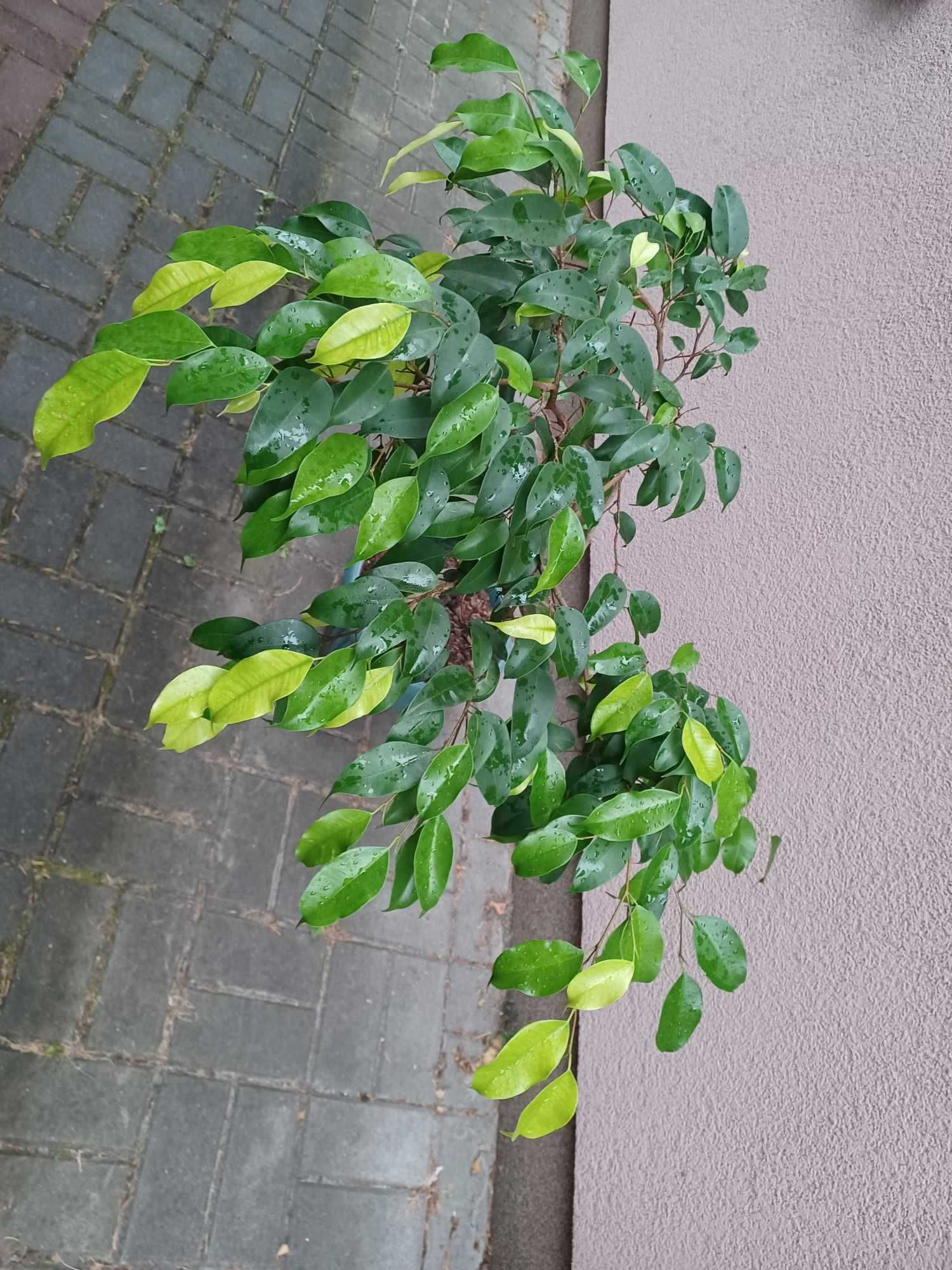 Fikus benjamina roślina