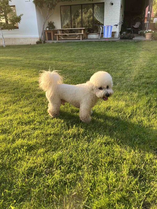 Бішон Фрізе В‘язка