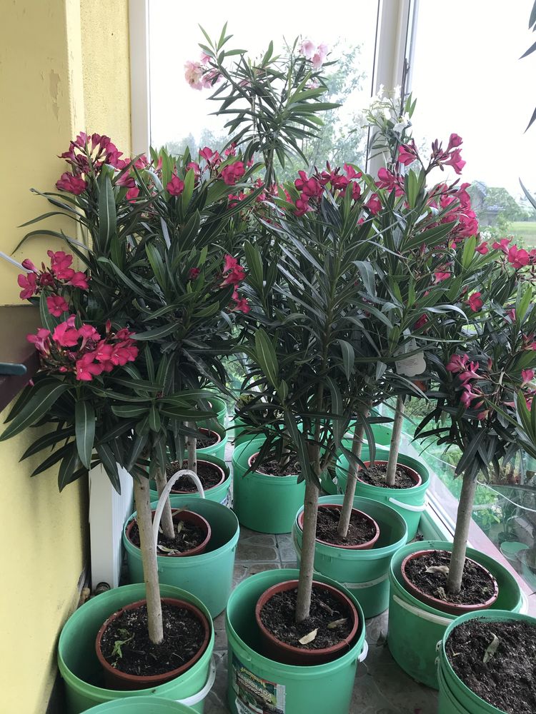 Oleander czerwony na pniu