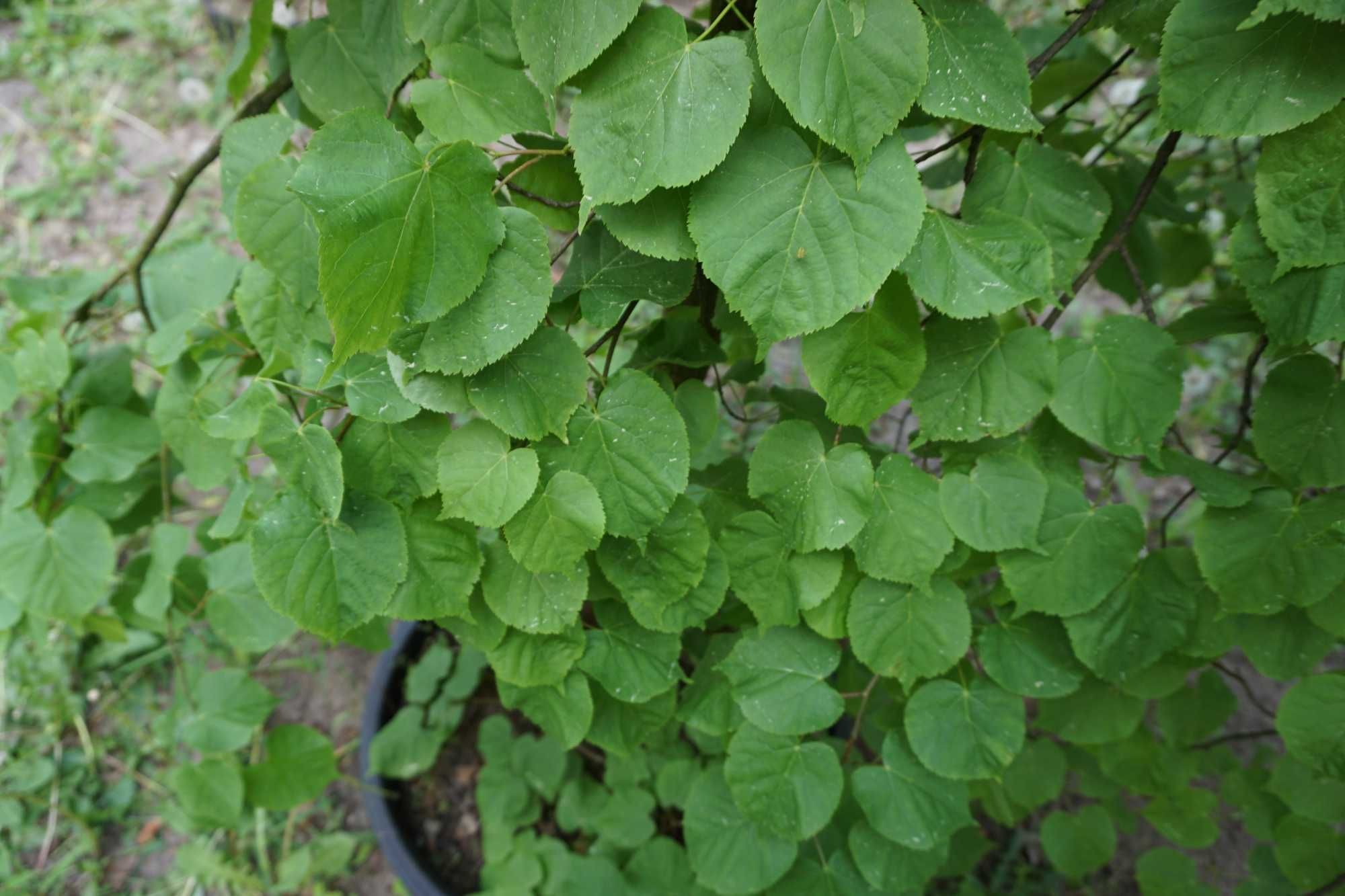 200-300cm lipa szerokolistna _ lipa wielkolistna _ Tilia platyphyllos