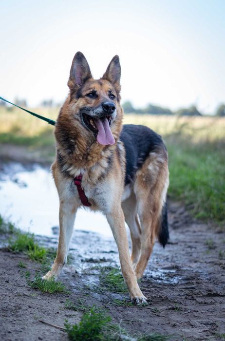 Posłuszny Axel owczarek pilnie szuka domku