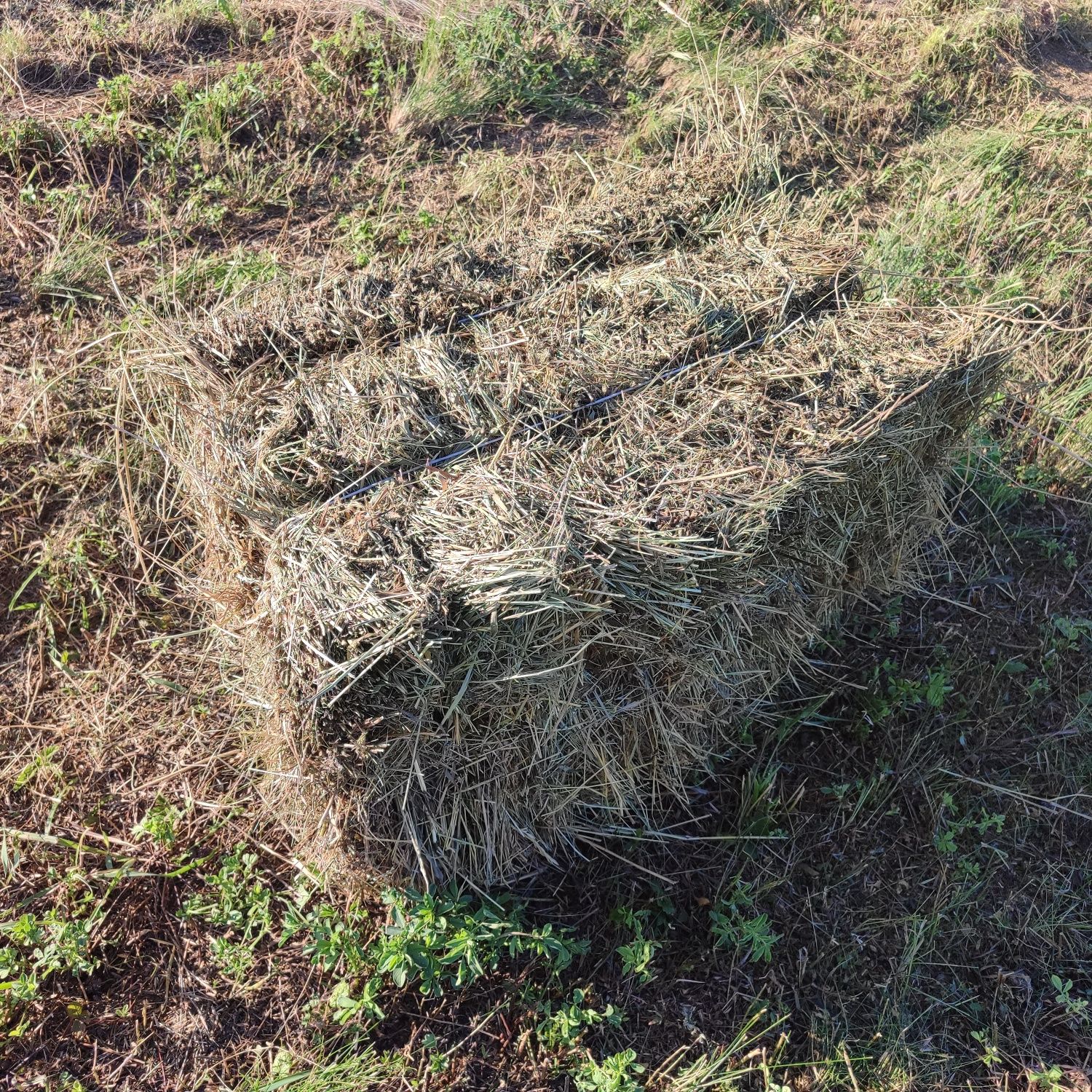 Сіно  люцерни в тюках