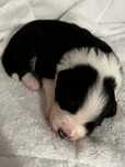 Piesek Border Collie