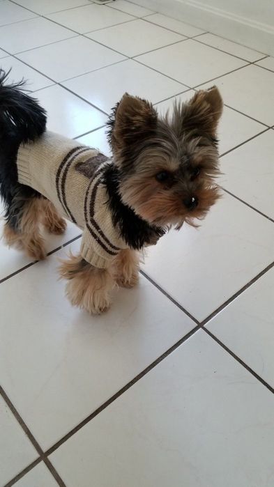 Красуня супер міні дівчинка. Львів