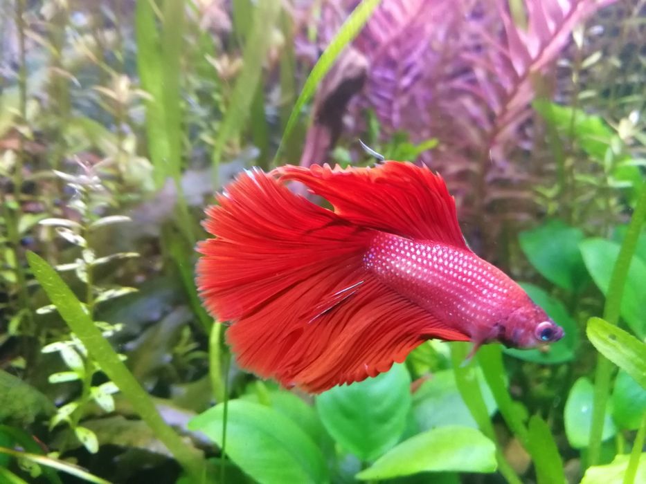 Червона Рибка Півник Betta Halfmoon red. Халф мун. Напівмісяць