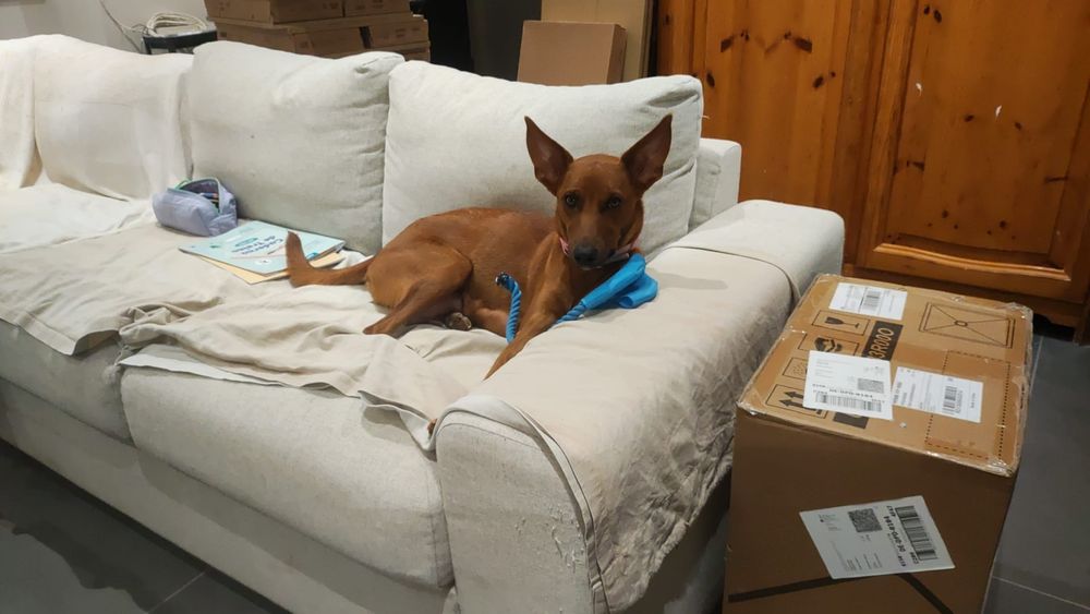 Cães bebé para adopção responsavel