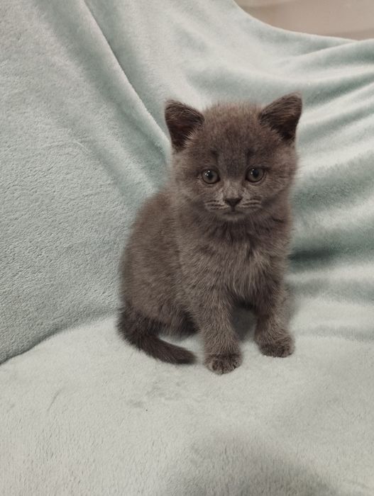 Gatinho Scottish Straight