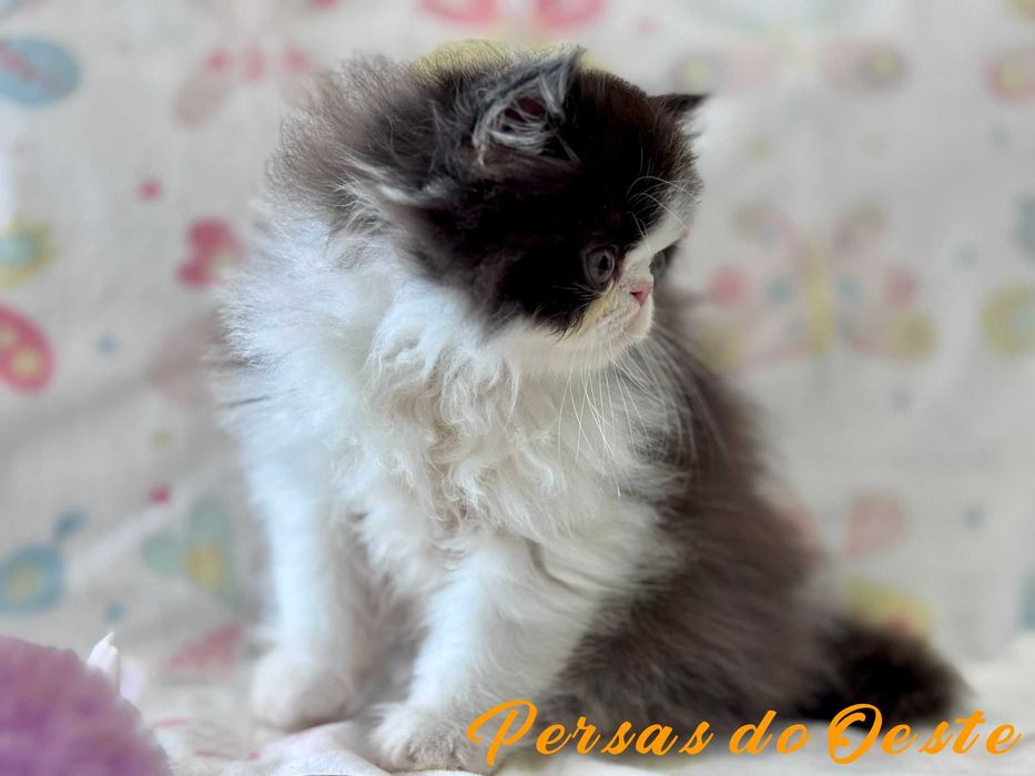 Gato Persa Bicolor negro