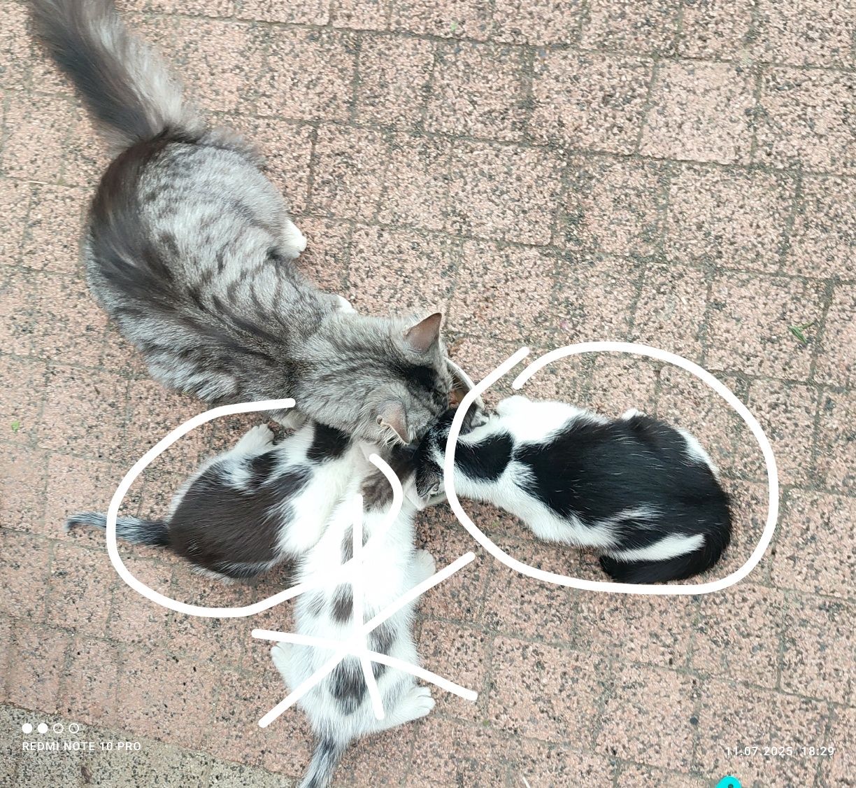 Puszyste kotki - oddam w dobre ręce
