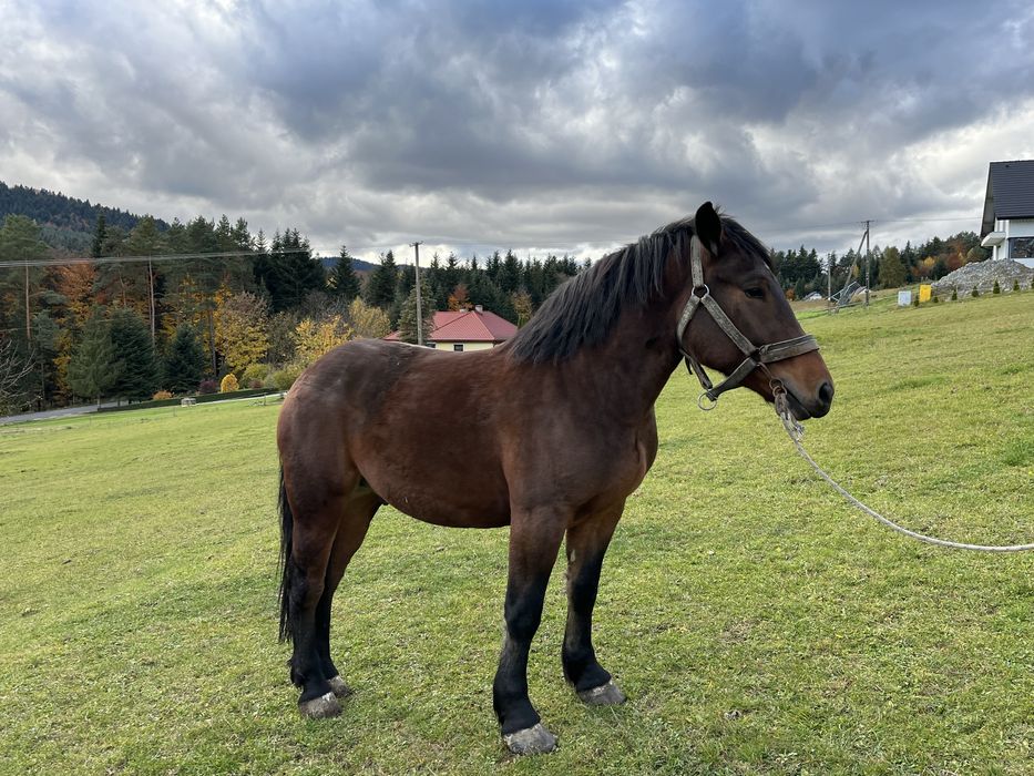 Sprzedam konia maści ciemnogniadej