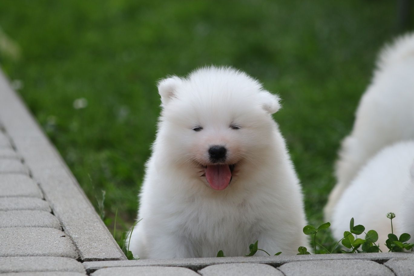 Już są  na świecie   Samoyed szczenię ZkwP FCI