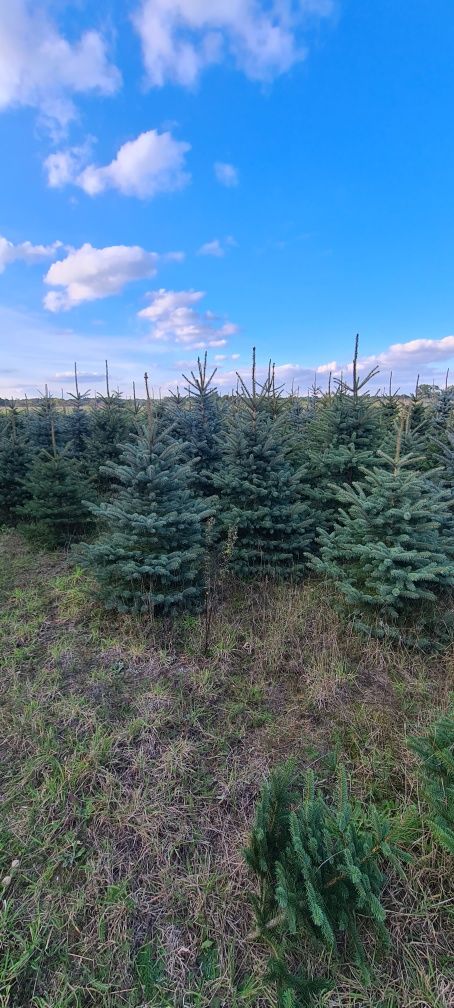 Choinki świerk srebrny z własnej plantacji