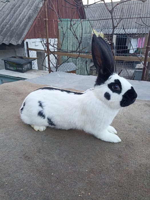 Кролики від малого до дорослого НСВ