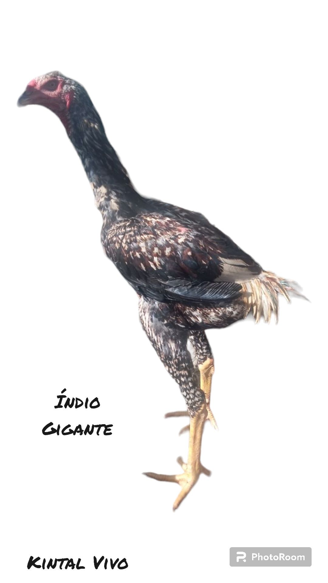 Ovos Índio, Jersey