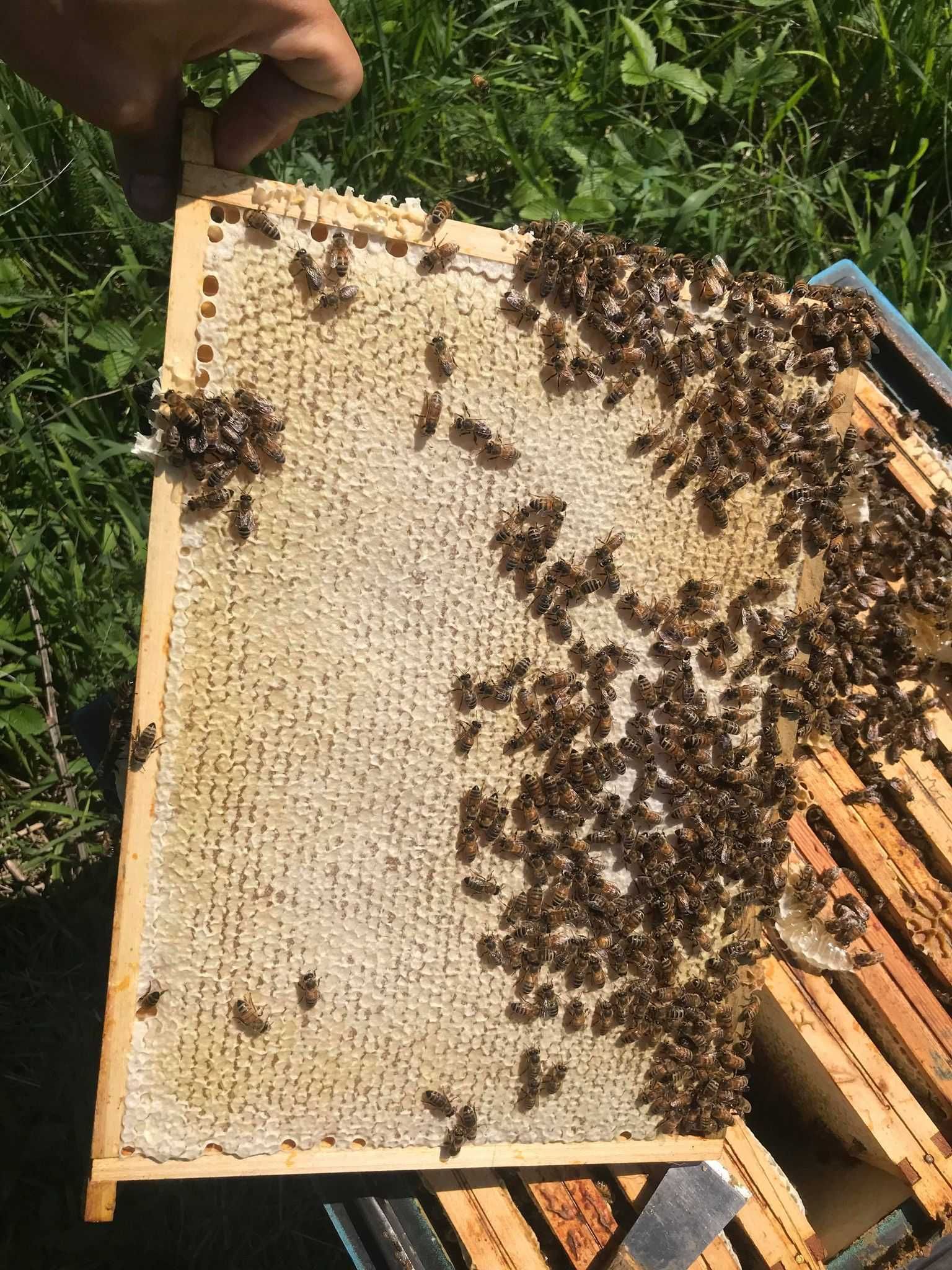 Miód pszczeli słoiki,ule,pszczoły,matki pszczele,pasieka