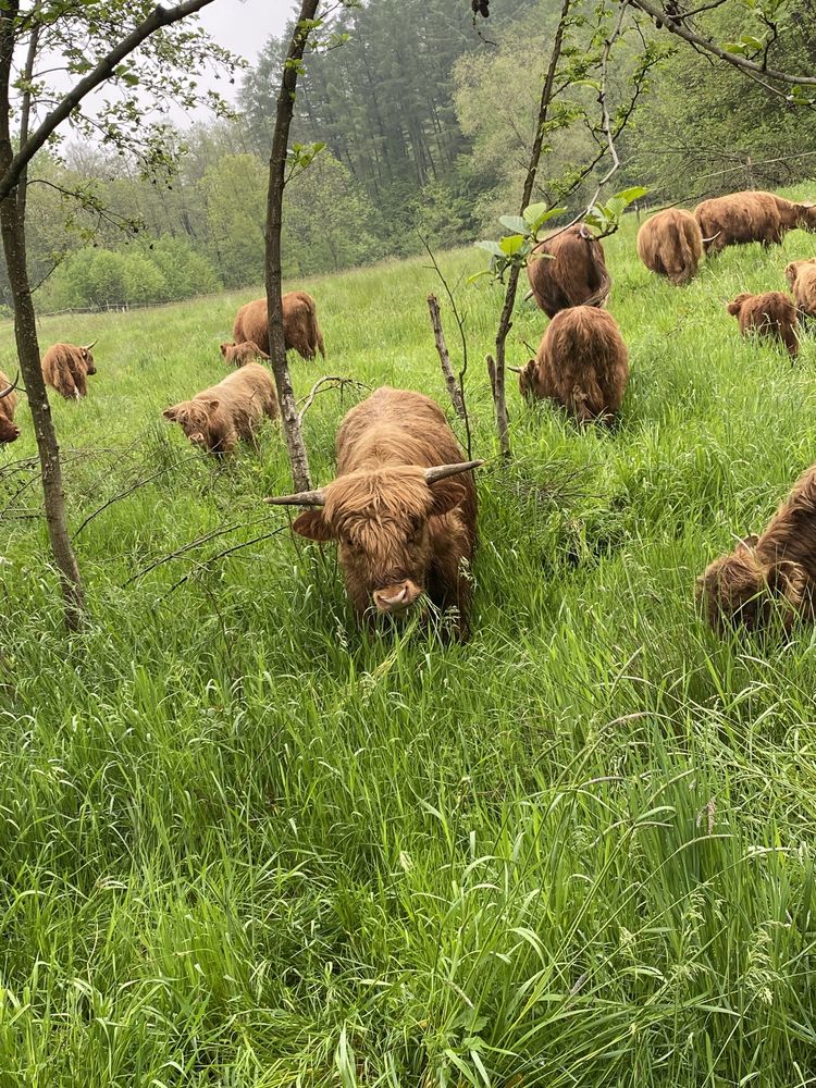 Wołowina Highland z gospodarstwa Ekologicznego