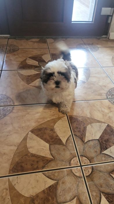 Shih tzu gotowe 8 tyg