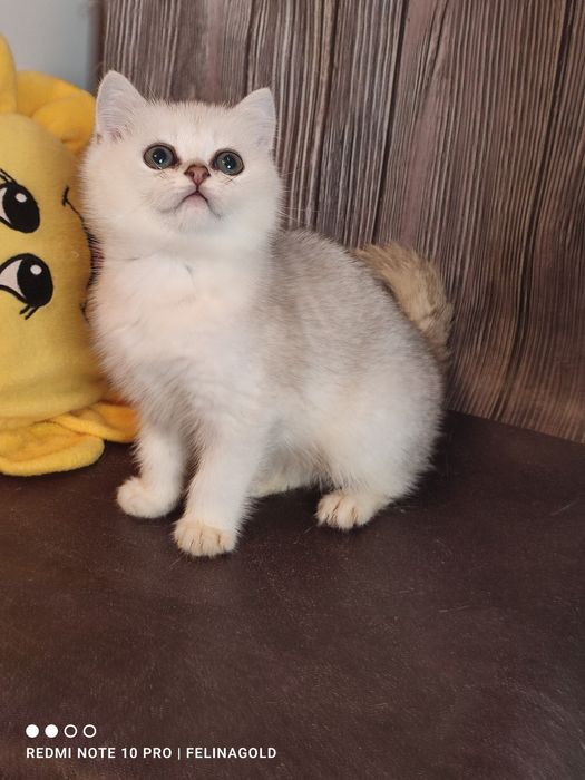 Котик британської срібної шиншили