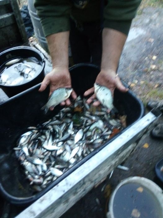 Ryby drobnica na łowiska zarybienie płoć leszcz karaś okoń karp jaź