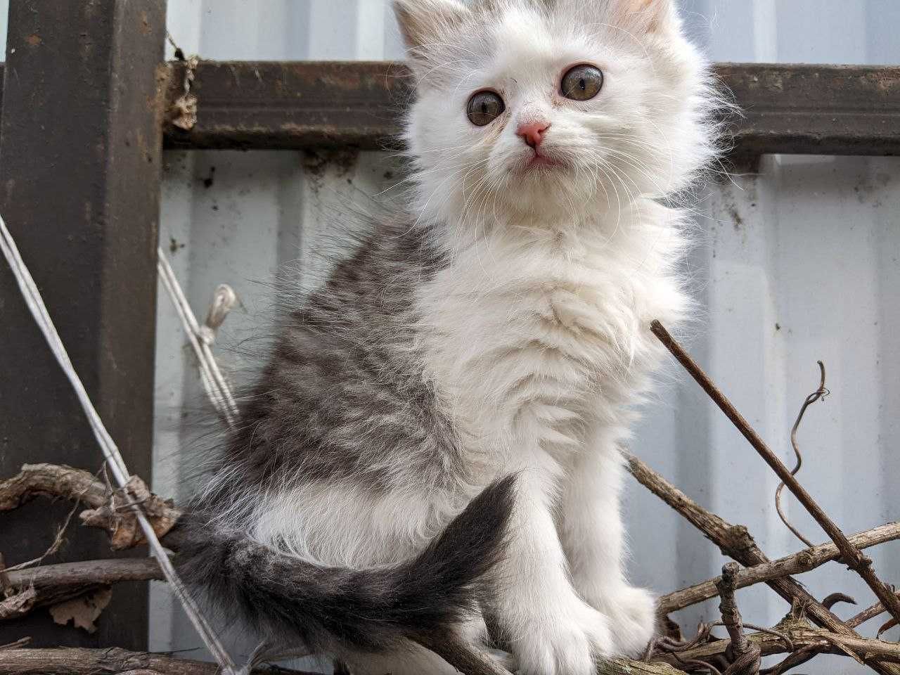 Котик персидський краса 2,5 мiс