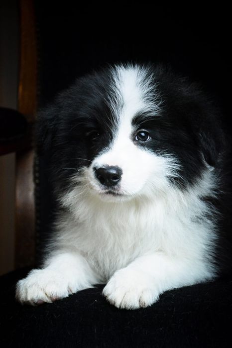 Przepiękny piesek Border Collie z metryką ZKwP/FCI