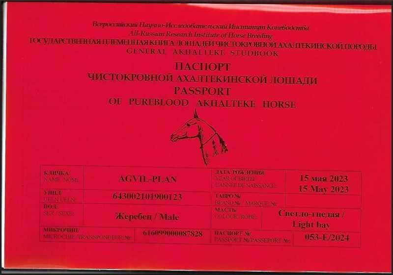 Sprzedam ogiera achałtekińskiego