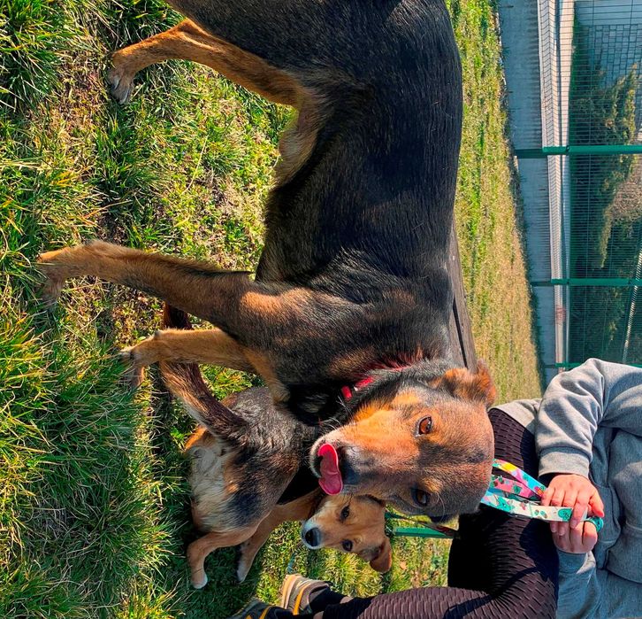 SZARIK kochany kundelek, uwielbiający inne psy. ADOPCJA
