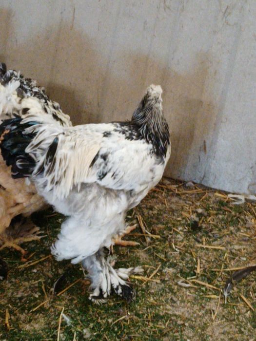 Kogut Brahma olbrzymia