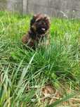Shih tzu piesek gotowy do odbioru