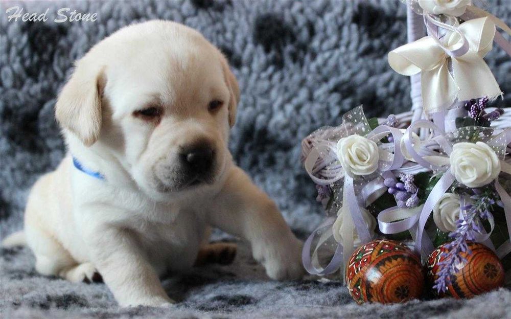 Клубные щенки Лабрадора ретривера