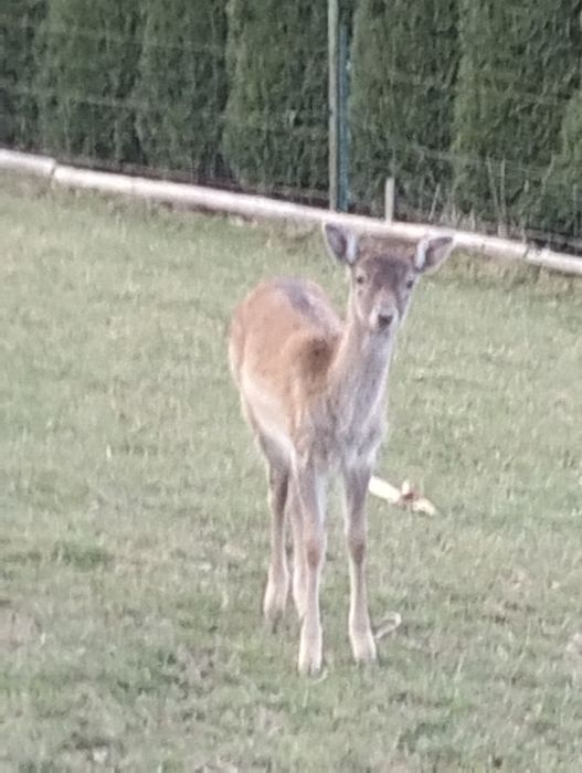 Daniele samce byczki