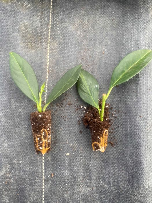 Laurowiśnia wschodnia! 200cm! Sadzimy! Novita Caucasica Rotundifolia!