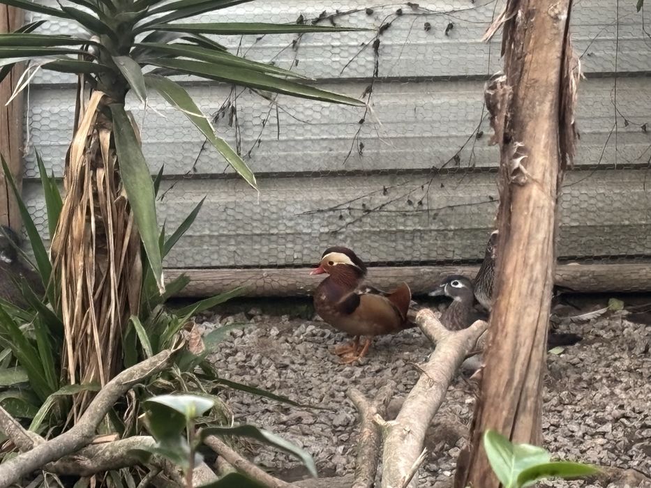 Patos ornamentais