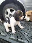 Beagle tricolor piesek
