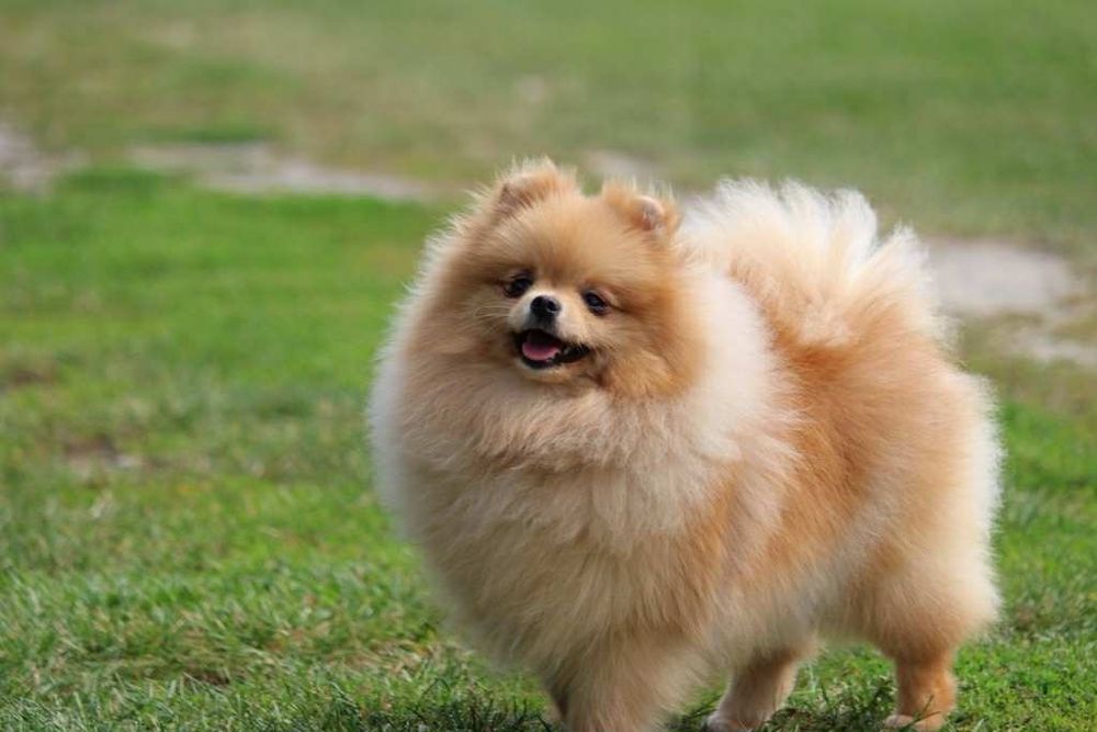 Szpic miniaturowy pomeranian