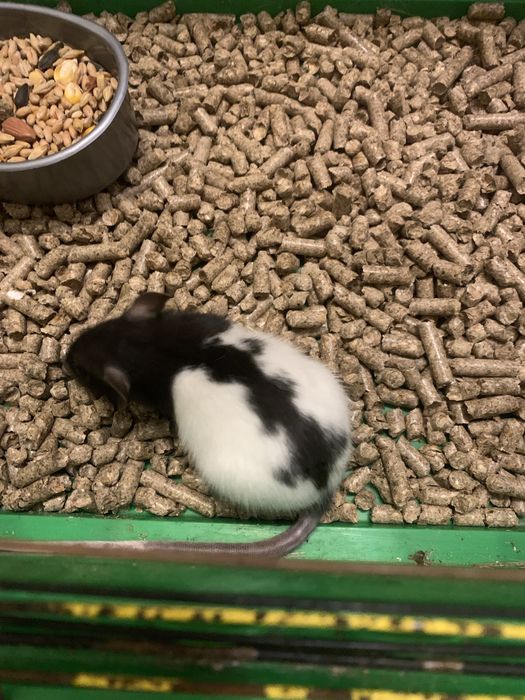 Криси дамбо, щуренята