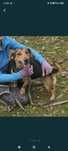 Śliczny mały Gucio do adopcji