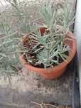 Lavanda, cheira muito bem