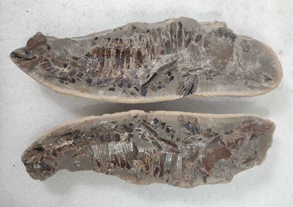 Pedra com fóssil de crustáceo