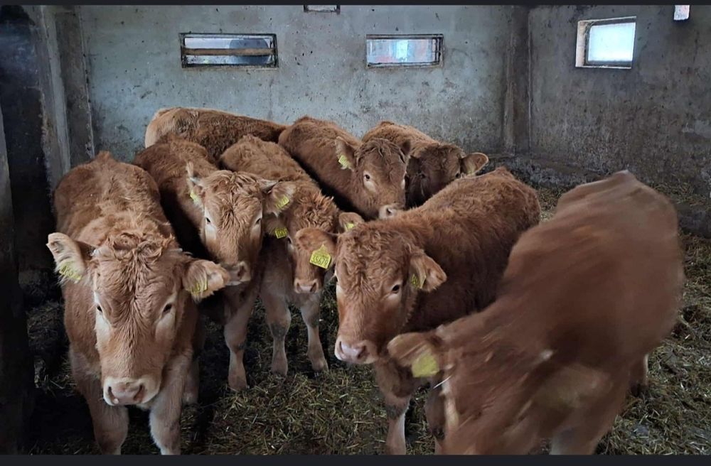 Sprzedam odsadki jałówki 100%Lm