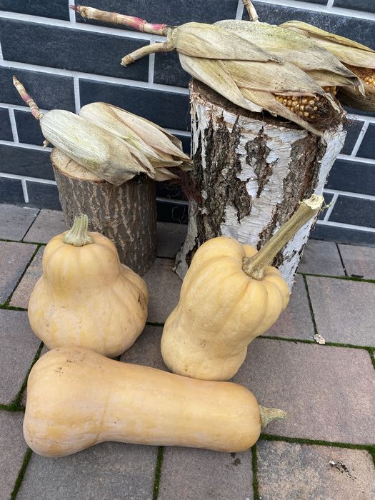 Продам гарбуз та кукурудзу