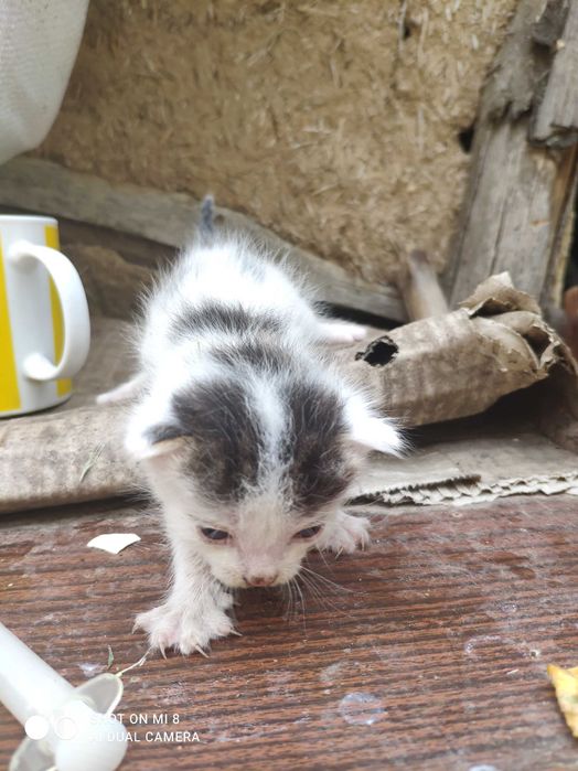 Відаю котинят в добрі руки