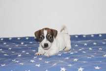 Jack Russell Terrier , suczka .