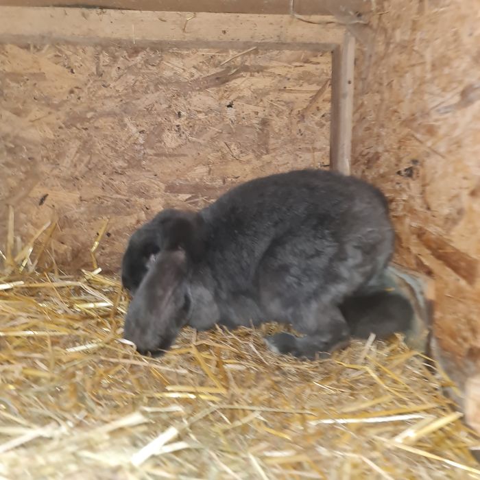 Sprzedam barana francuskiego